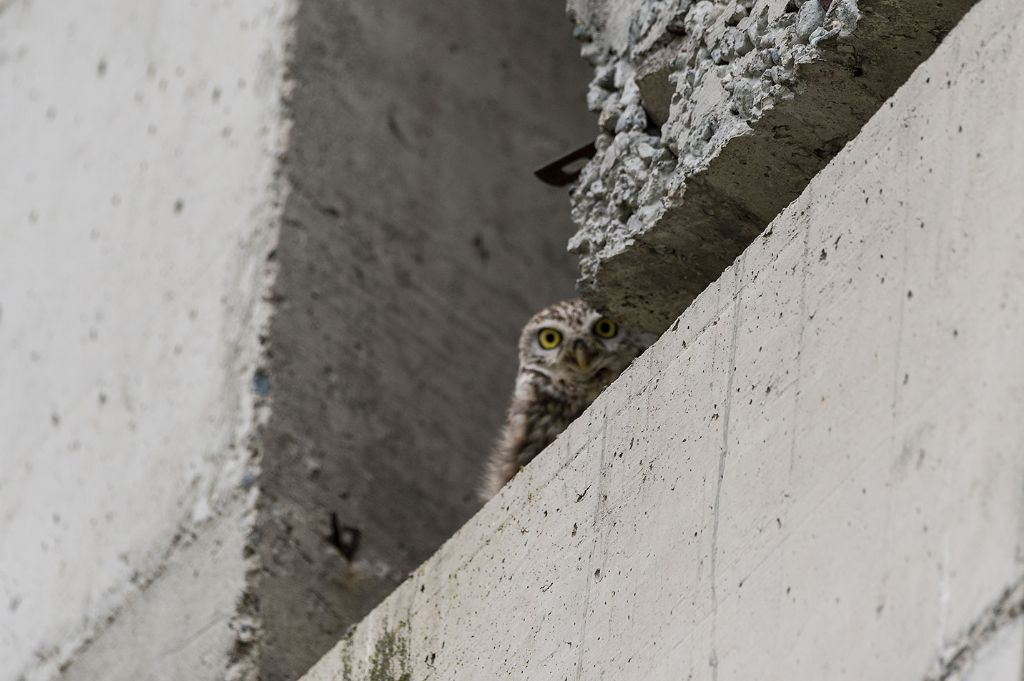 Civetta (Athene noctua) fuori fuoco